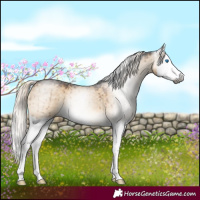 Horse Color:Gray Chocolate Palomino Dun Mushroom Splash Brindle 