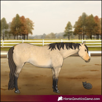 Horse Color:Buckskin Dun 