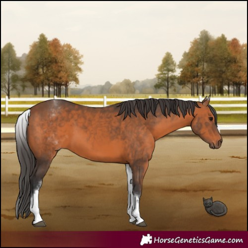 Horse Color:White Spotted Bay 