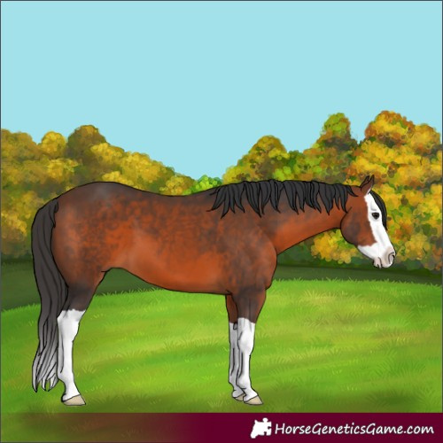 Horse Color:Brown Splash