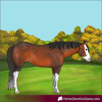 Horse Color:Brown Splash 