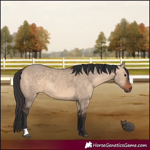 Horse Color:Brown Dun