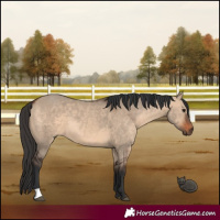 Horse Color:Brown Dun 