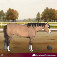 Horse Color:Bay Dun Splash 
