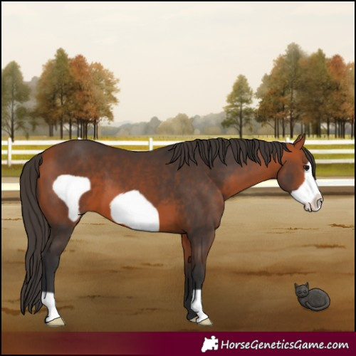 Horse Color:Bay Frame 