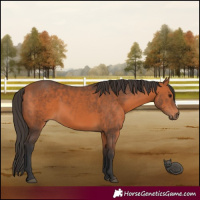 Horse Color:Bay 