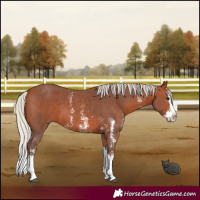 Horse Color:Silver Bay Sabino Splash