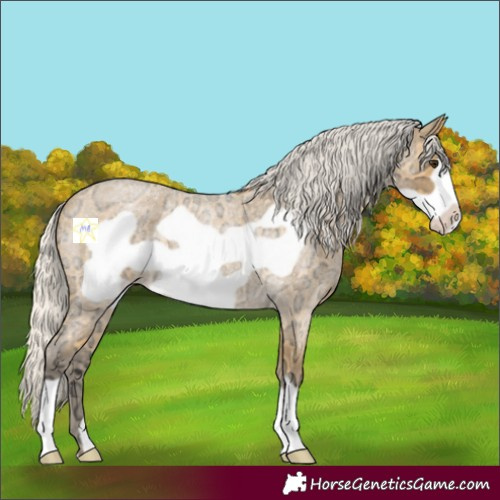 Horse Color:Silver Buckskin Ice Roan Frame 