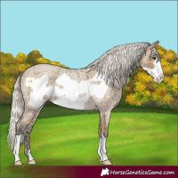 Horse Color:Silver Buckskin Ice Roan Frame