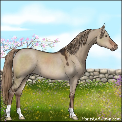 Horse Color:Liver Red Dun 