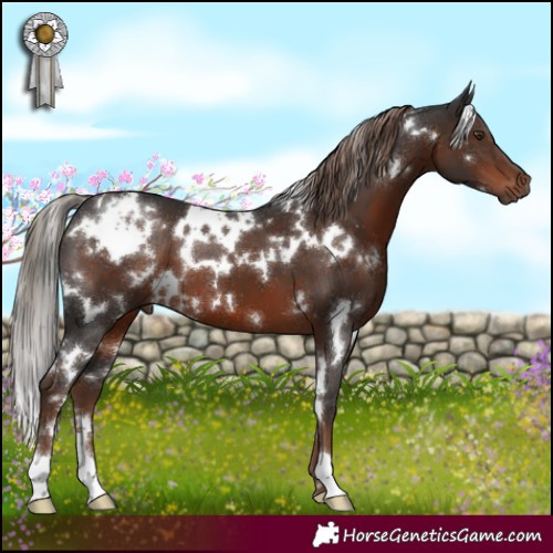 Horse Color:White Spotted Liver Chestnut 