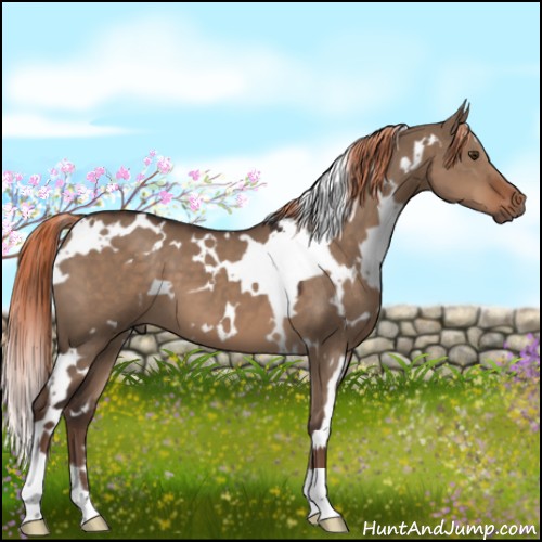 Horse Color:White Spotted Liver Red Dun 