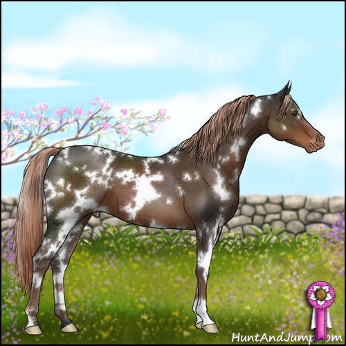 Horse Color:White Spotted Liver Chestnut Appaloosa 