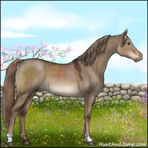 Horse Color:Liver Red Dun 
