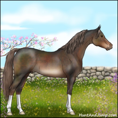 Horse Color:Liver Chestnut 