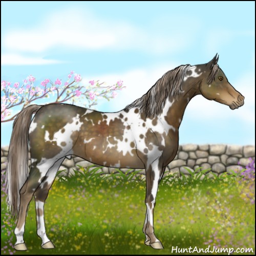 Horse Color:White Spotted Chocolate Palomino 