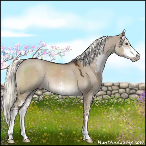 Horse Color:Liver Red Dun Mushroom Sabino 