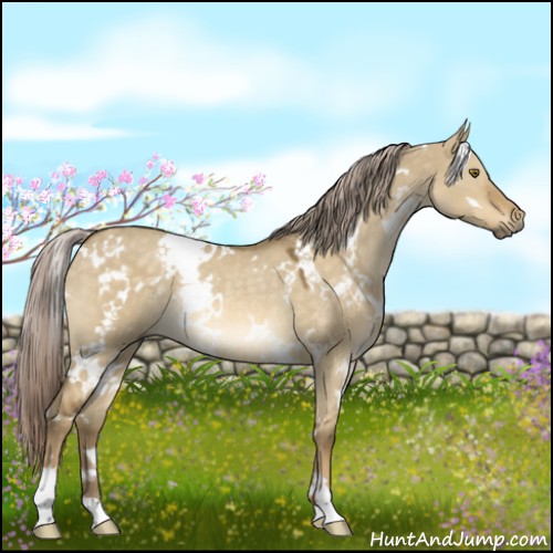 Horse Color:White Spotted Chocolate Palomino Dun Mushroom Rabicano 