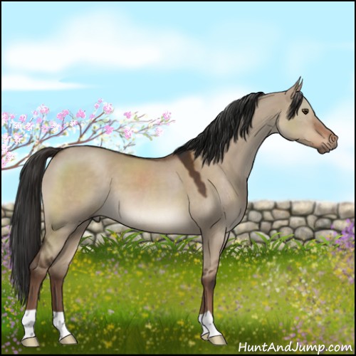 Horse Color:Liver Red Dun 