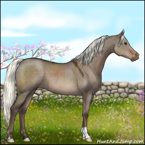 Horse Color:Liver Red Dun Mushroom 