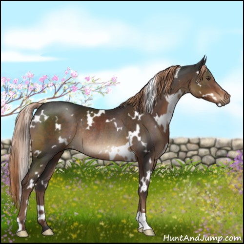 Horse Color:White Spotted Liver Chestnut Rabicano 