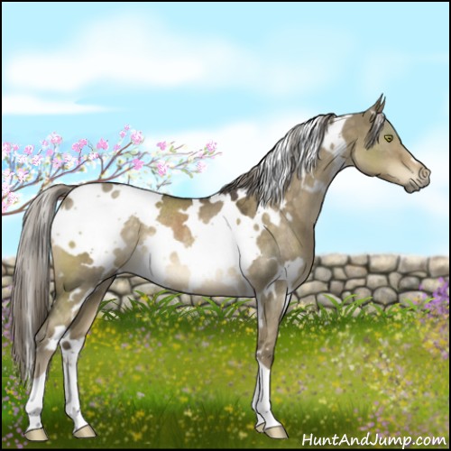 Horse Color:White Spotted Chocolate Palomino Dun Mushroom Rabicano 
