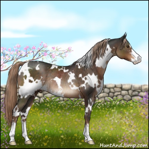 Horse Color:White Spotted Liver Chestnut Sabino Rabicano 