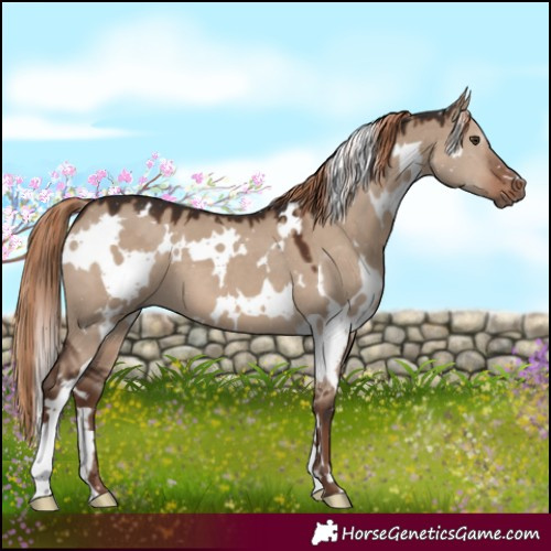 Horse Color:White Spotted Liver Red Dun 