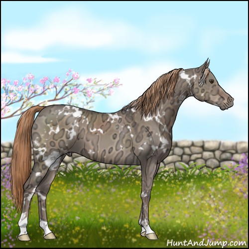 Horse Color:White Spotted Liver Red Dun Ice 
