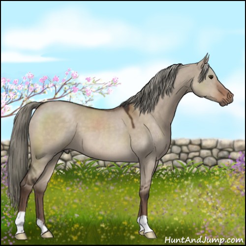 Horse Color:Liver Red Dun Mushroom 