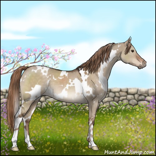 Horse Color:White Spotted Liver Red Dun 