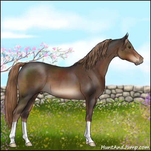 Horse Color:Liver Chestnut 