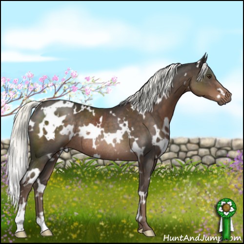 Horse Color:White Spotted Liver Chestnut Mushroom Rabicano 