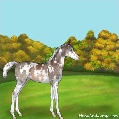 Horse Color:White Spotted Liver Chestnut Mushroom Splash Rabicano 
