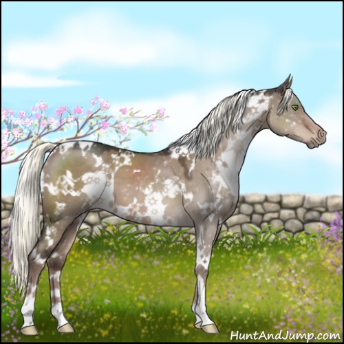 Horse Color:White Spotted Liver Red Dun Mushroom 