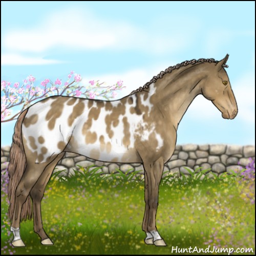 Horse Color:Chocolate Palomino Dun Appaloosa 