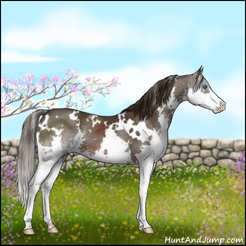 Horse Color:White Spotted Liver Chestnut Splash 