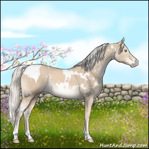Horse Color:White Spotted Cremello 