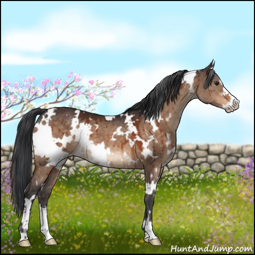 Horse Color:White Spotted Brown Dun Sabino Brindle 