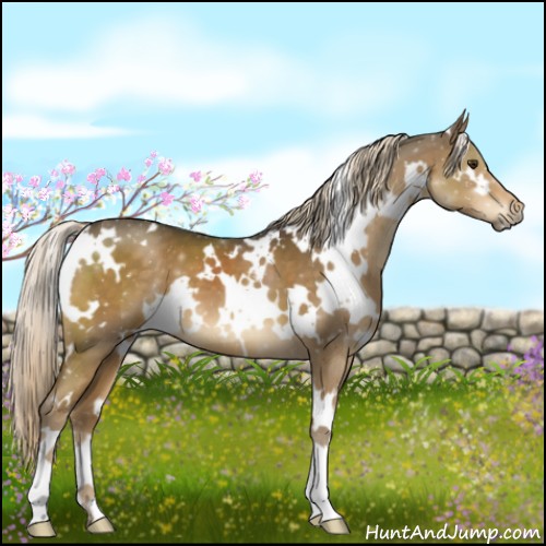 Horse Color:White Spotted Chocolate Palomino 