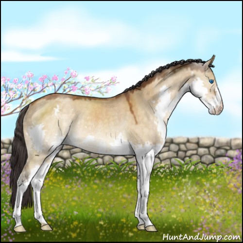 Horse Color:Buckskin Dun Splash Rabicano 