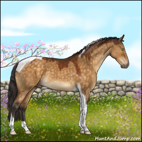 Horse Color:Buckskin Dun Sabino Tobiano 