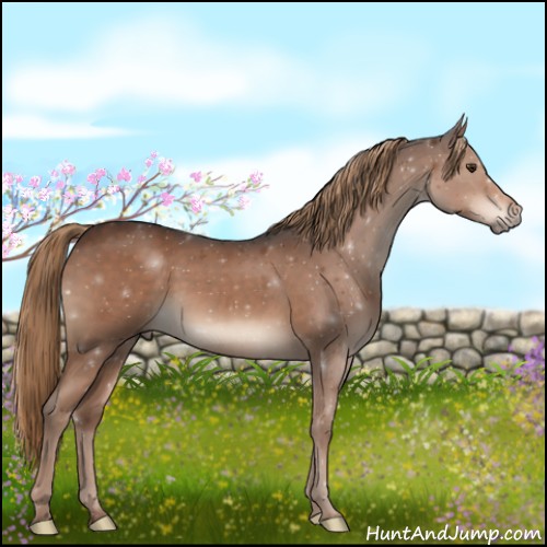 Horse Color:Liver Chestnut 