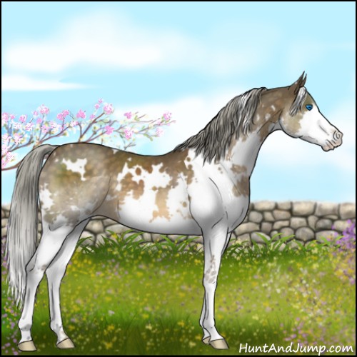 Horse Color:White Spotted Chocolate Palomino Splash 