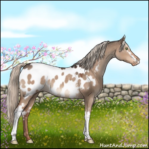 Horse Color:White Spotted Liver Red Dun Mushroom Appaloosa 