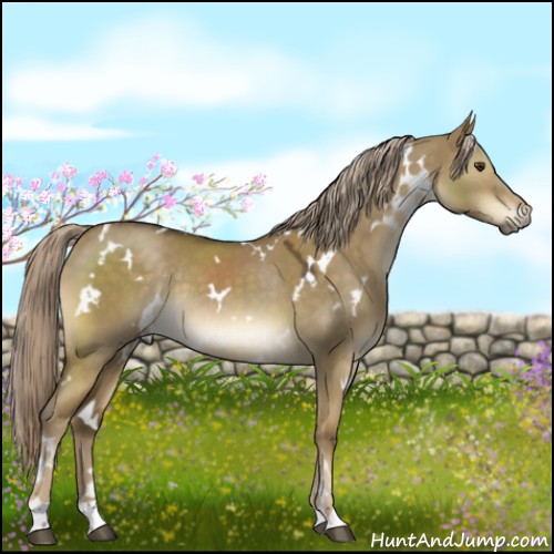 Horse Color:White Spotted Chocolate Palomino Dun Rabicano 