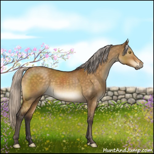 Horse Color:Silver Buckskin Dun 