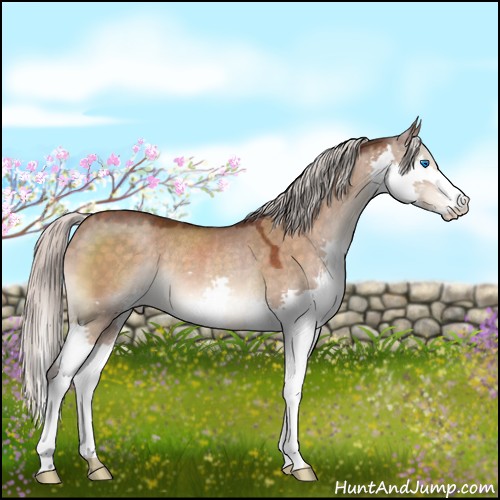 Horse Color:Silver Brown Dun Splash Rabicano 