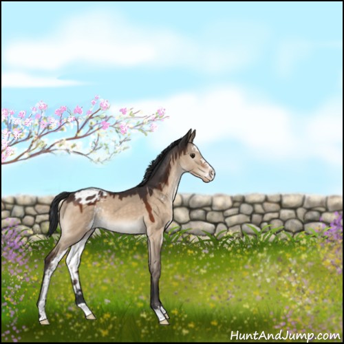 Horse Color:Brown Dun Sabino Appaloosa 