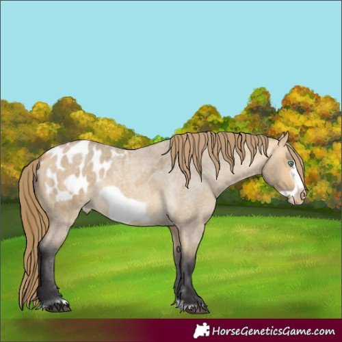 Horse Color:Buckskin Roan Dun Frame Blanket